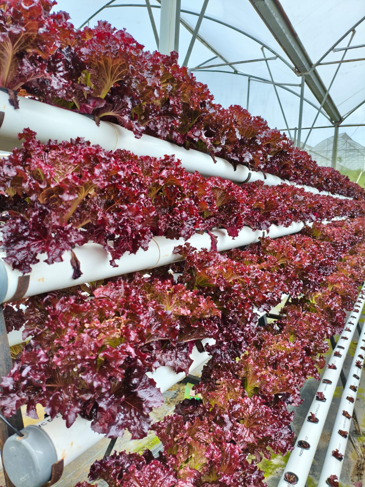 GreenSandria Hydroponic Farming